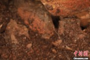 梦见殴打江西发现蜘蛛新物种 为研究呵叻蛛属适应区域提供依据