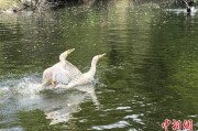 梦见殴打吉林：罕见白鸬鹚连续两年“故地重游”