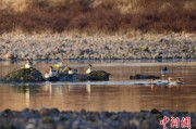 梦见殴打歙县完成安徽首个县域生物多样性调查 共记录物种近4千种